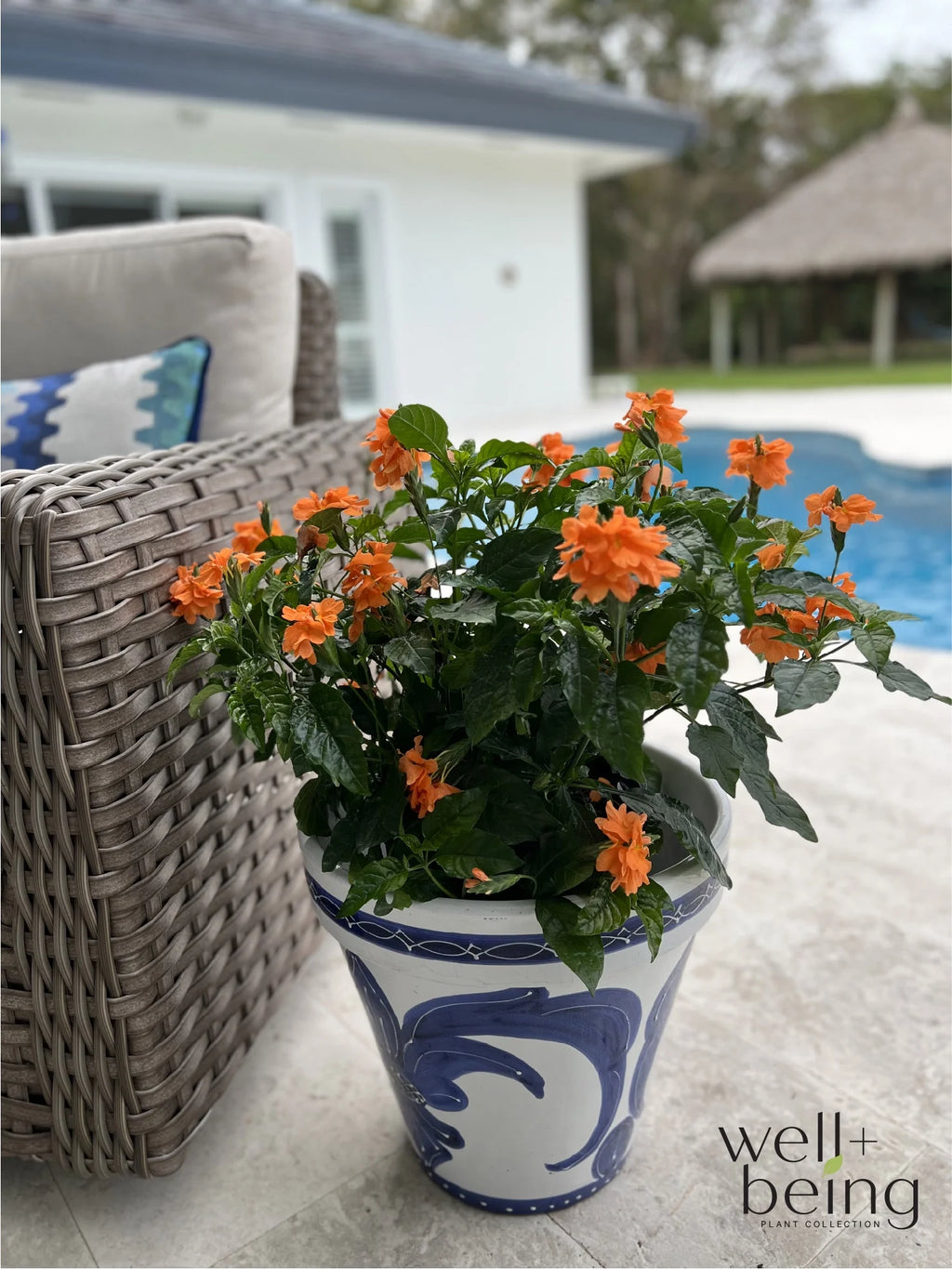 Orange Live Plant in Grower Pot R844501