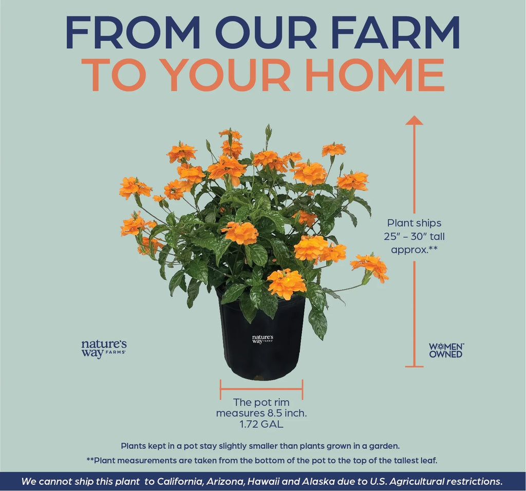 Orange Live Plant in Grower Pot R844501