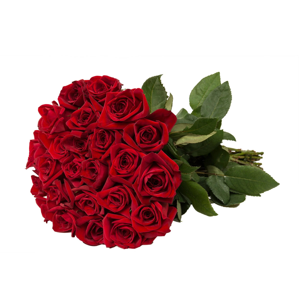 Fresh Cut Flowers 24 Stems N676457